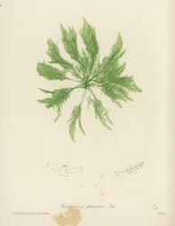 Alghe britanniche